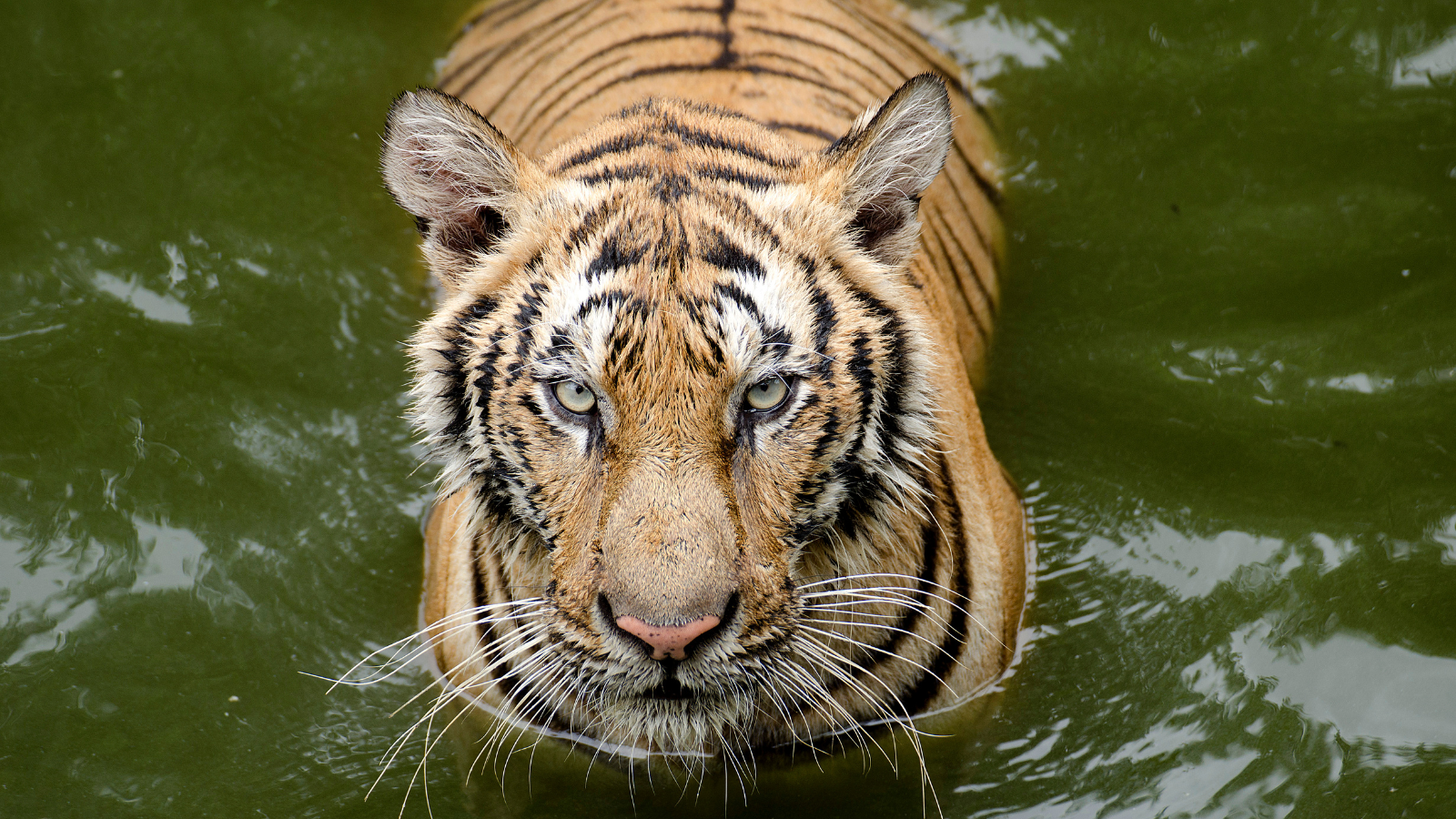 bengal-tiger-at-dreamworld