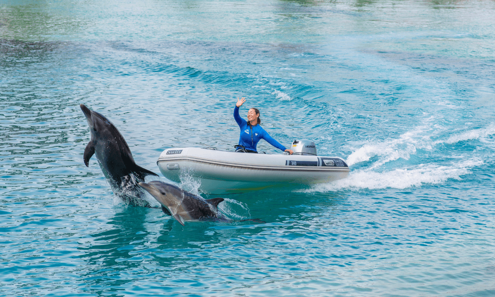 Dolphins swimming in front of a boat at Sea World Gold Coast